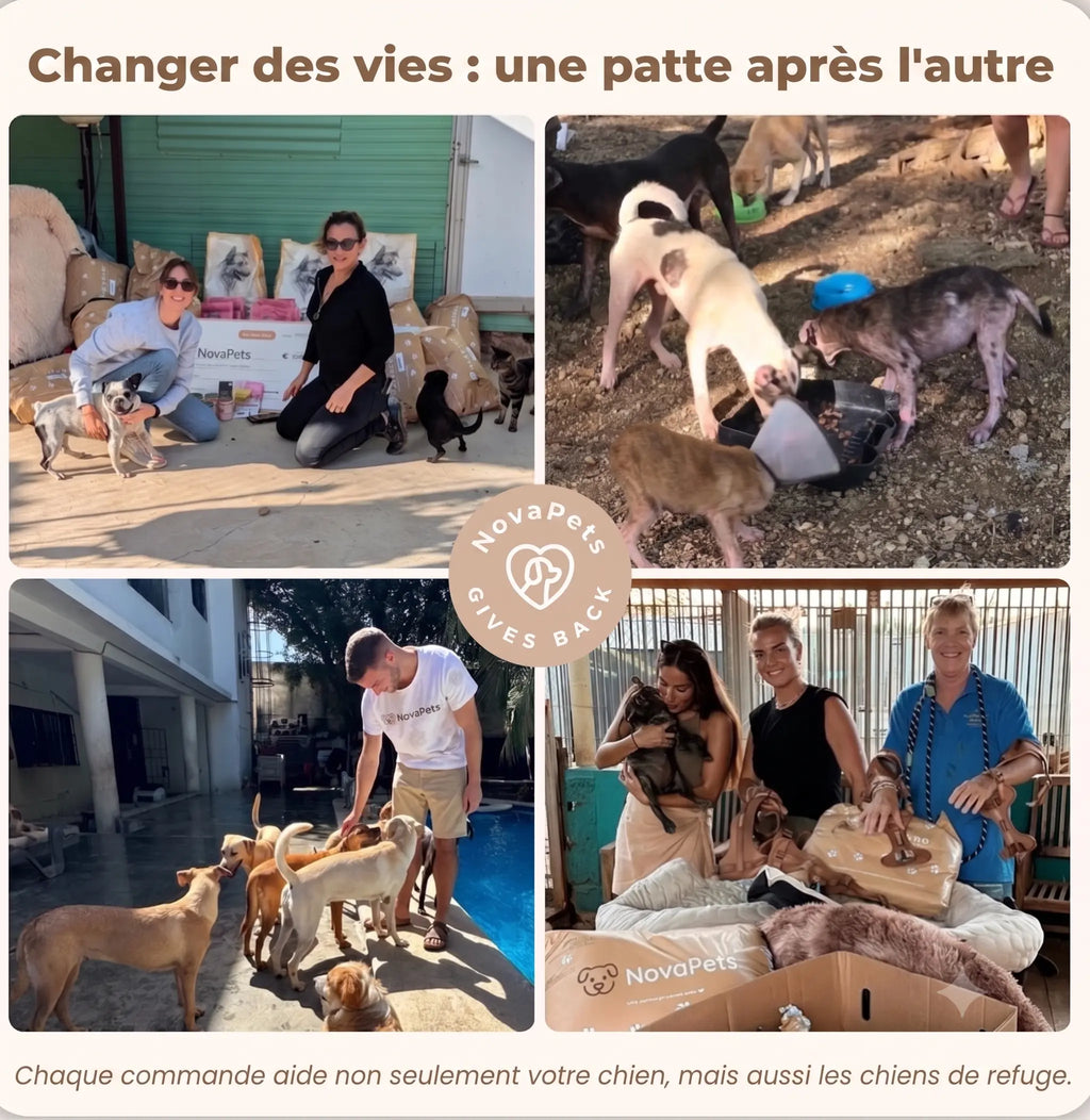 Tapis rafraichissant Novapets Ensemble complet